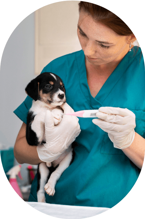 Veterinary checkup